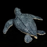 Havssköldpadda plysch sköldpadda plyschdjur 87aa0330980ddad2f9e66f: 30cm
